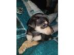 Sonny_2018 Chihuahua Puppy Male