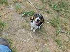Jerry Lewis Beagle Puppy Male