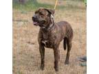Genghis Cane Corso Adult Male