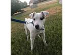 Prissy in Sherman, TX Jack Russell Terrier Puppy Female
