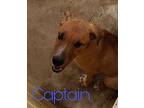 Captain Basset Hound Puppy Male