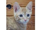 Oakley Domestic Shorthair Kitten Male
