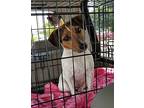 Lucy Jack Russell Terrier Adult Female