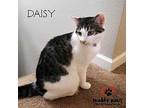Daisy (Courtesy Post) American Shorthair Young Female