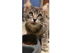 Stirling - Male Gray Tabby in Foster Care Domestic Shorthair Young Male