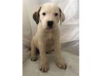Tod Great Pyrenees Puppy Male