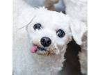 Yetti -- Bonded Buddies With Toby And Dax Bichon Frise Senior Male