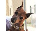 Ruby"Low fees, Spayed Miniature Pinscher Senior Female