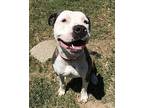 Snickers American Bulldog Adult Male