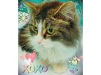 Millie Maine Coon Young Female
