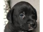 Cheshire Mountain Cur Puppy Male