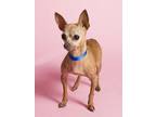 Peanut Butter Chihuahua Adult Male