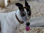 Andy Greyhound Adult Male