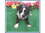 OREO Pit Bull Terrier Puppy Male