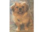 A - AUGIE Pekingese Young Male