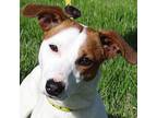 Meatball Jack Russell Terrier Adult Male