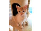 Widget Domestic Shorthair Kitten Male