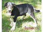 Juno Catahoula Leopard Dog Young Male