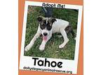 TAHOE Mountain Cur Puppy Female
