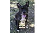 Dixon American Staffordshire Terrier Adult Male