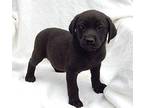 Athena "Pretty Baby" Labrador Retriever Puppy Female