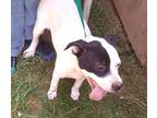 Suzee American Pit Bull Terrier Puppy Female