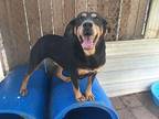 Shirley Rottweiler Young Female
