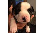 5 Puppies American Pit Bull Terrier Puppy Male