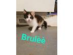 Brulee Domestic Shorthair Kitten Female