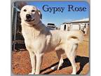Gypsy Rose Great Pyrenees Young Female