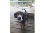 Clyde Basset Hound Adult Male