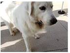 Tinkerbell Great Pyrenees Adult Female