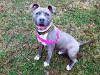 Spark American Staffordshire Terrier Puppy Male