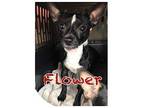 Flower Chihuahua Young Male