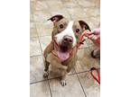 Gracie American Staffordshire Terrier Adult Female