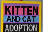 Open Adoption Spectacular!! Siamese Kitten Female
