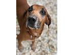 Wallace Redbone Coonhound Adult Male