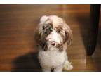 Logan-Pending Goldendoodle Young Male
