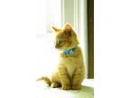 Red American Shorthair Young Male
