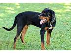 SIRIUS Rottweiler Young Male
