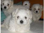 Malti Poo Puppy for Sale - Adoption, Rescue