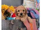 Cavapoo Puppy for Sale - Adoption, Rescue