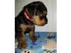 Airedale Terrier Puppy for Sal