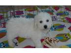 Bichon Frise Puppy for Sale - Adoption, Rescue