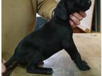 German Shorthaired Pointer Puppy for Sale - Adoption, Rescue