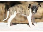 Whippet Puppy for Sale - Adoption, Rescue