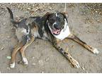 Astro in TEXAS Catahoula Leopard Dog Young Male
