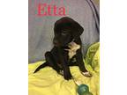 Blues Litter 'Etta Pit Bull Terrier Puppy Female