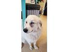 Maggie Mae Great Pyrenees Adult Female