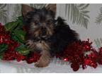 Silky Terrier Puppy for Sale - Adoption, Rescue
